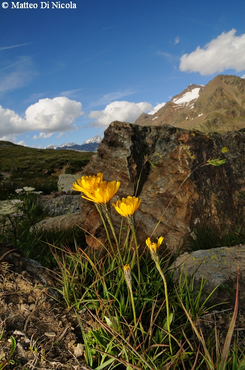 un po'' di flora dal Gavia